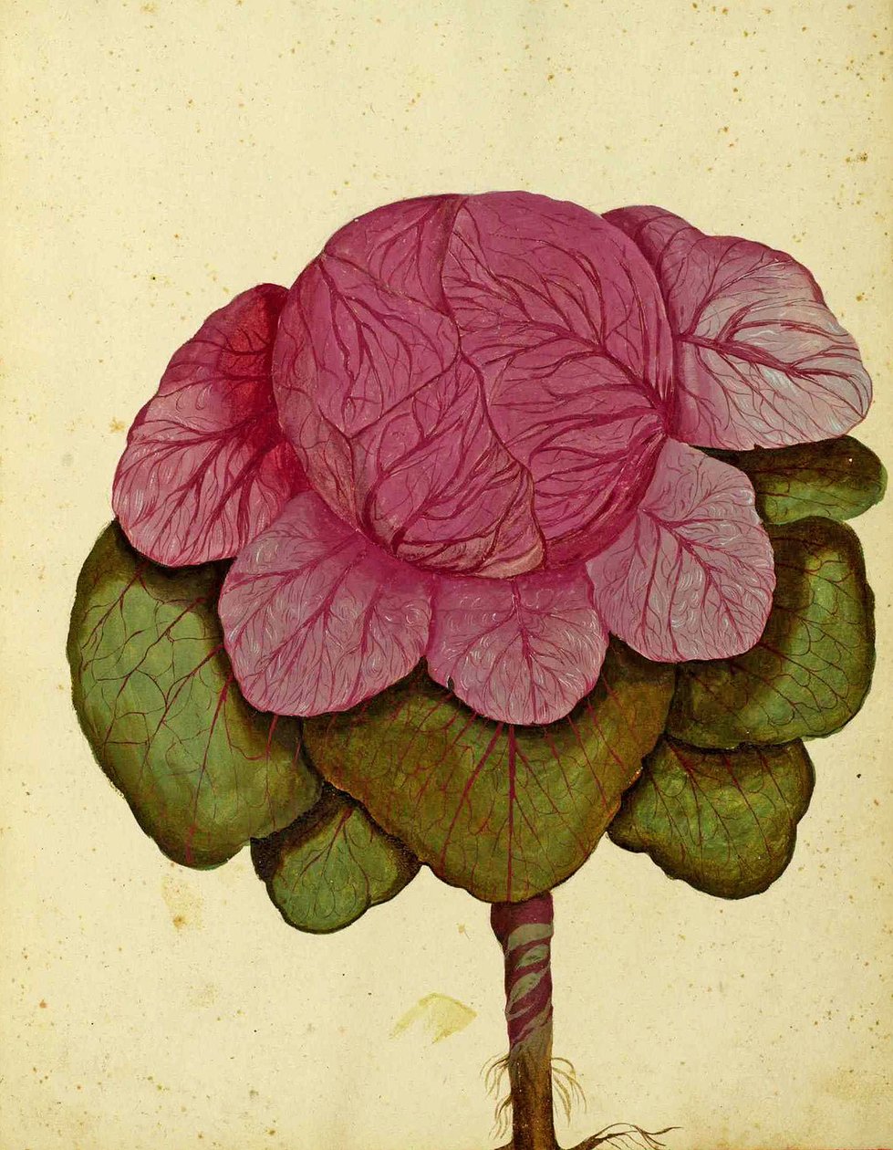 Kapusta Savoy of Verona – Ulisse Aldrovandi autorstwa Italian School