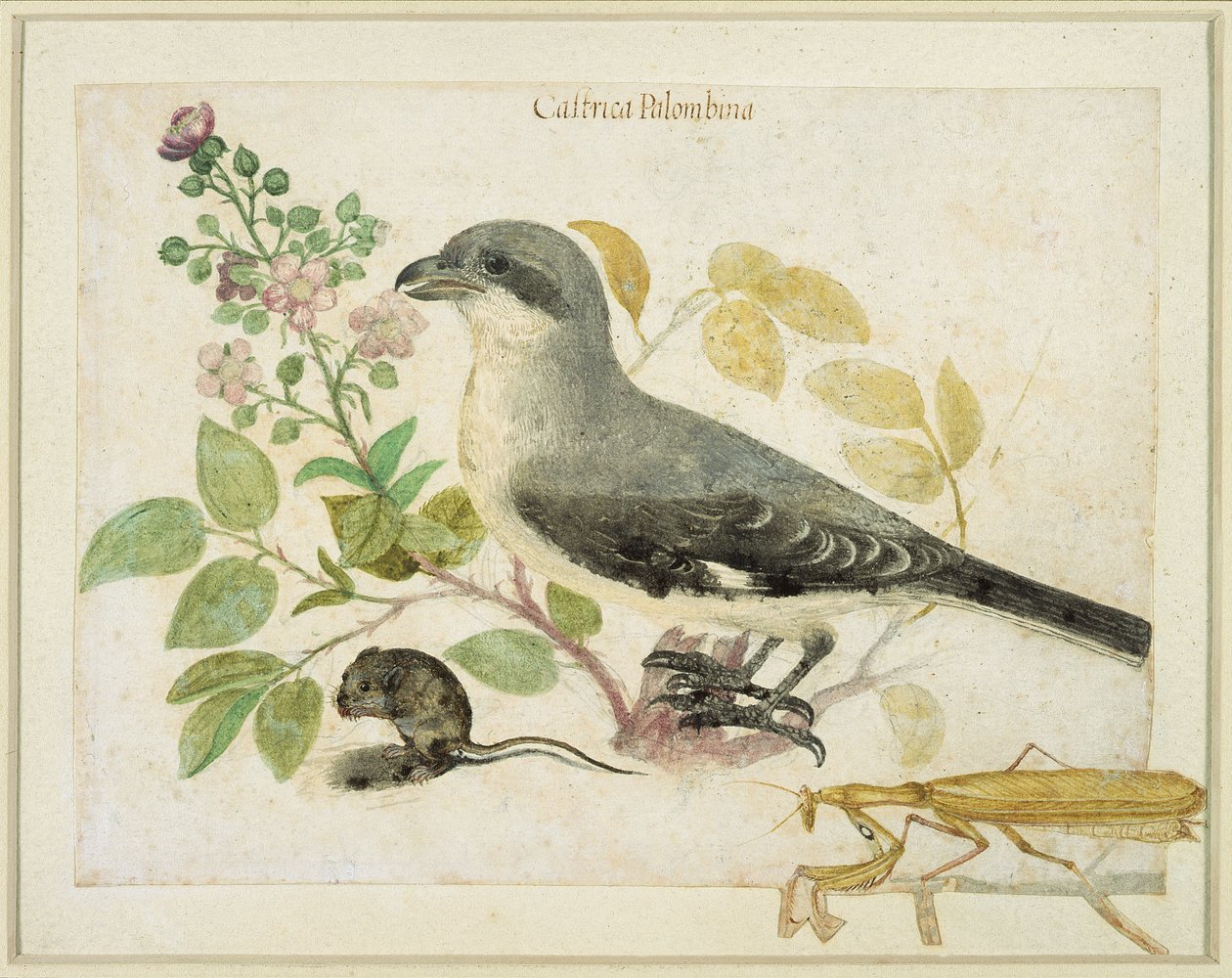 Dzierzba i modliszka (wc na papierze) (dla Muzeum Papieru Cassiano dal Pozzo) autorstwa Italian School