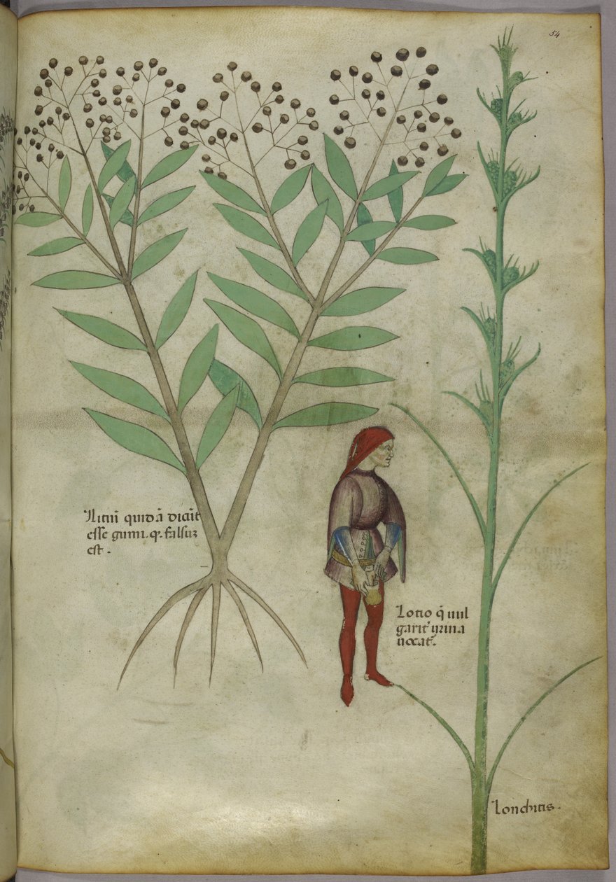 Sloane 4016 f.54 Człowiek oddający mocz do garnka, z „Tractatus de Herbis”, ok. 1440 (welum) autorstwa Italian School