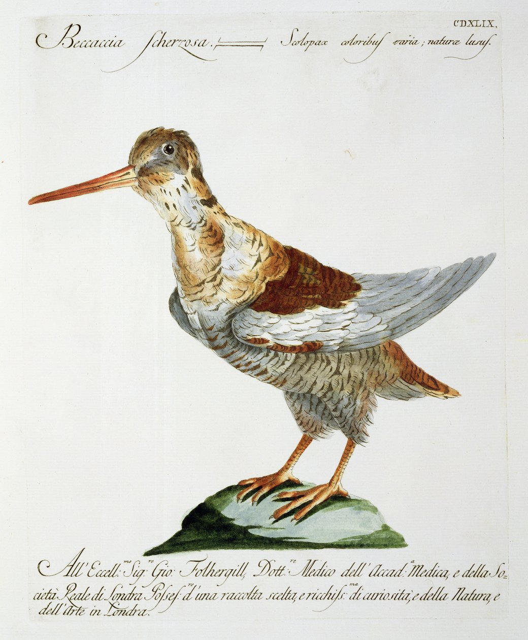 Snipe, c.1767-76 (ręcznie barwiony grawerunek) autorstwa Italian School