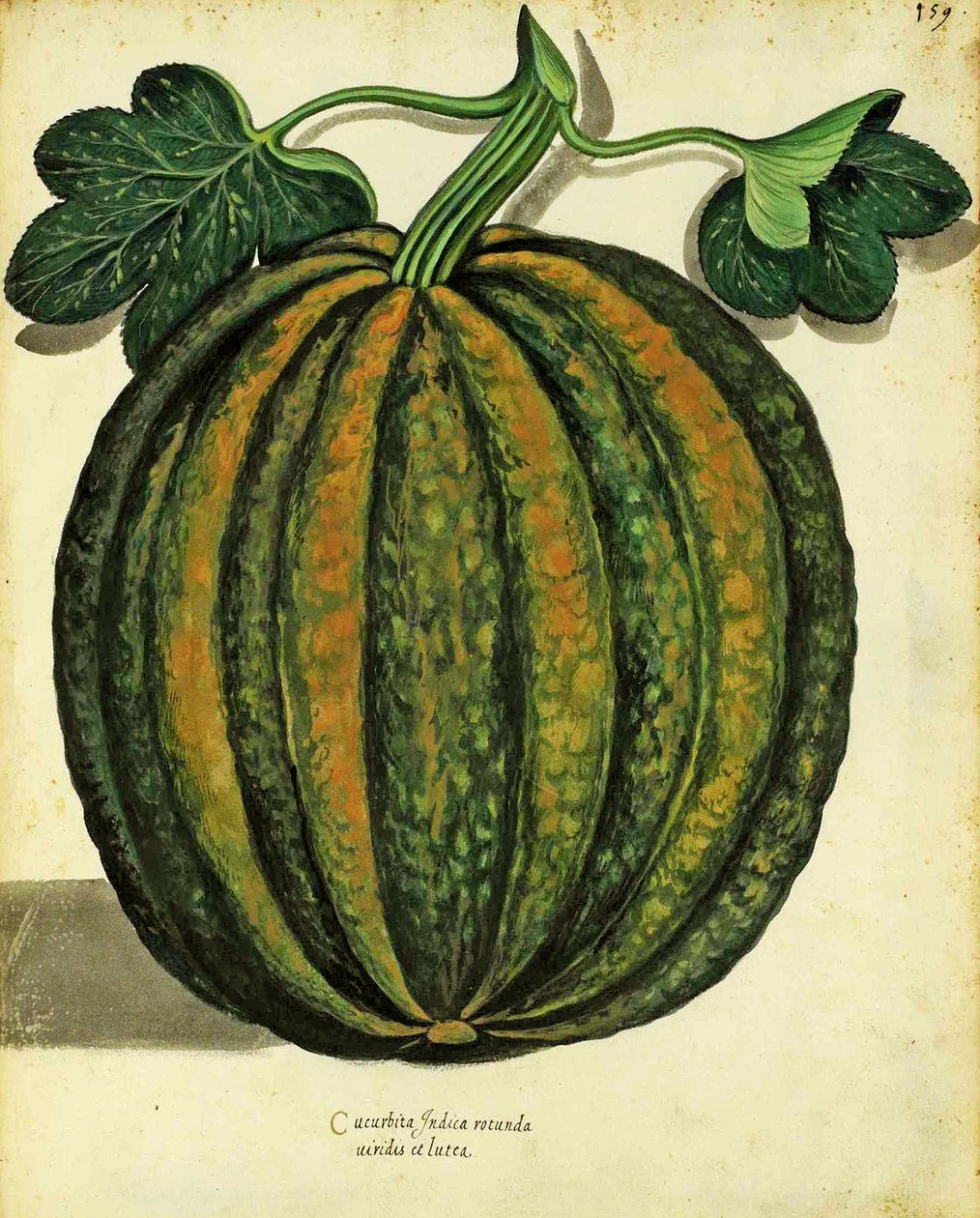 Squash Ulisse Aldrovandi (1522 - 1605) płyta wydana w Piante Fiori Frutti (ręcznie kolorowana grawerunek). autorstwa Italian School