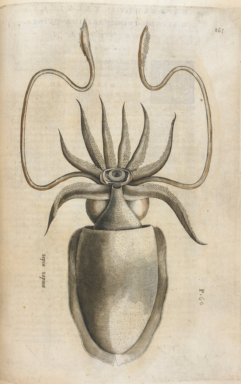 Kalmary, ilustracja z „Aquatilium Animalium Historiæ liber primus”, autorstwa Ippolito Salvianiego autorstwa Italian School