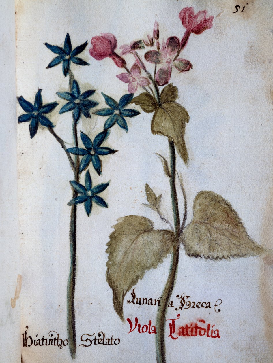 Hiacynt gwiaździsty i Viola różyczka var latifolia z Wyznaczenia Kwiatów Villa Vendramin autorstwa Italian School