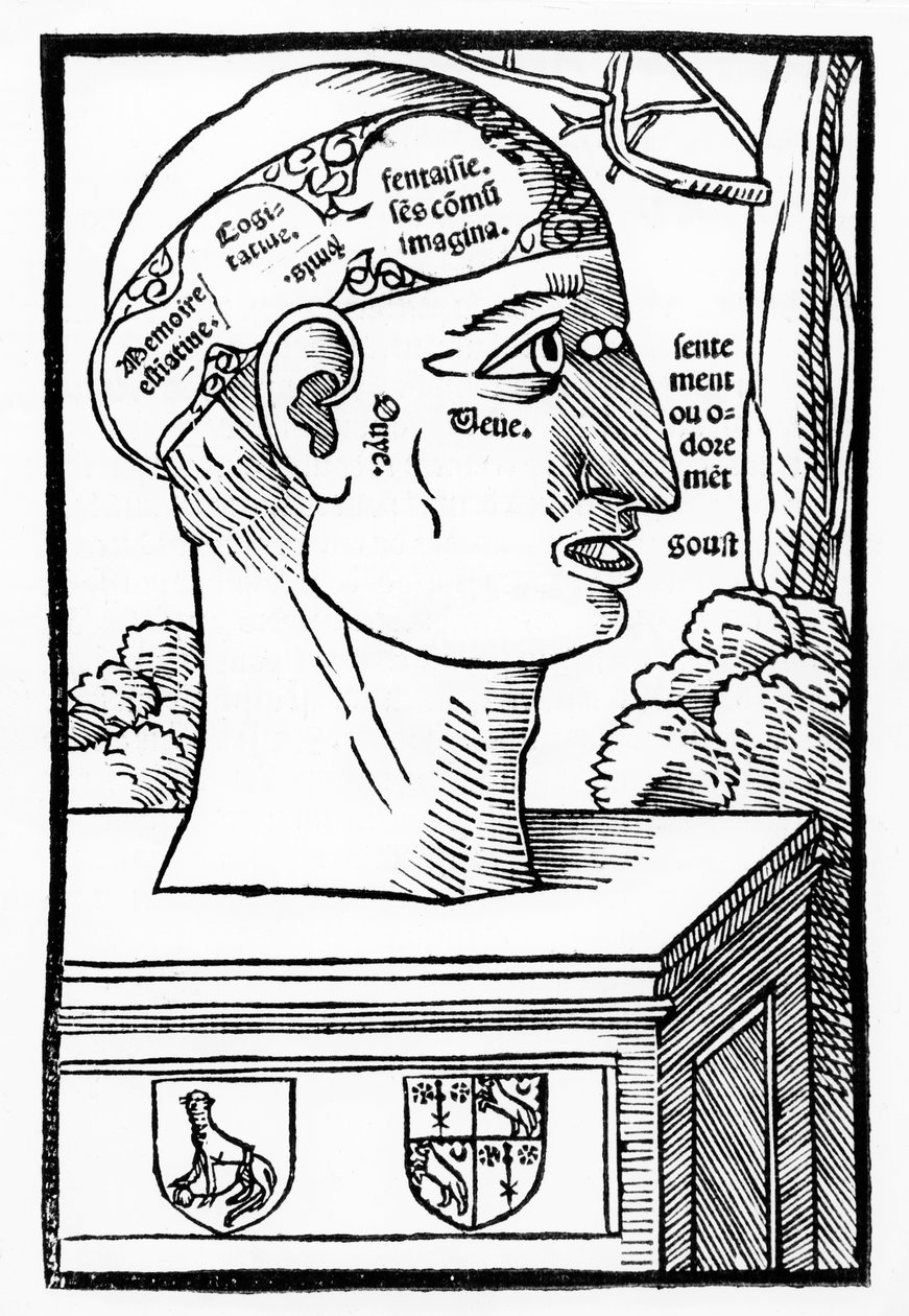 The Brain and Human Faculties, z Anatomia Mundini, wydanie francuskie, opublikowane 1537 autorstwa Italian School