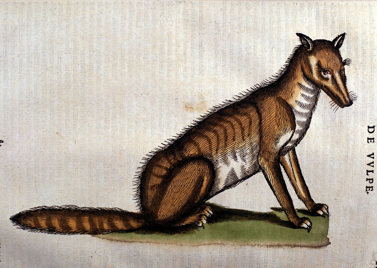 Lis, ilustracja z Historii Aminalium Conrada Gesnera, 1560 autorstwa Italian School