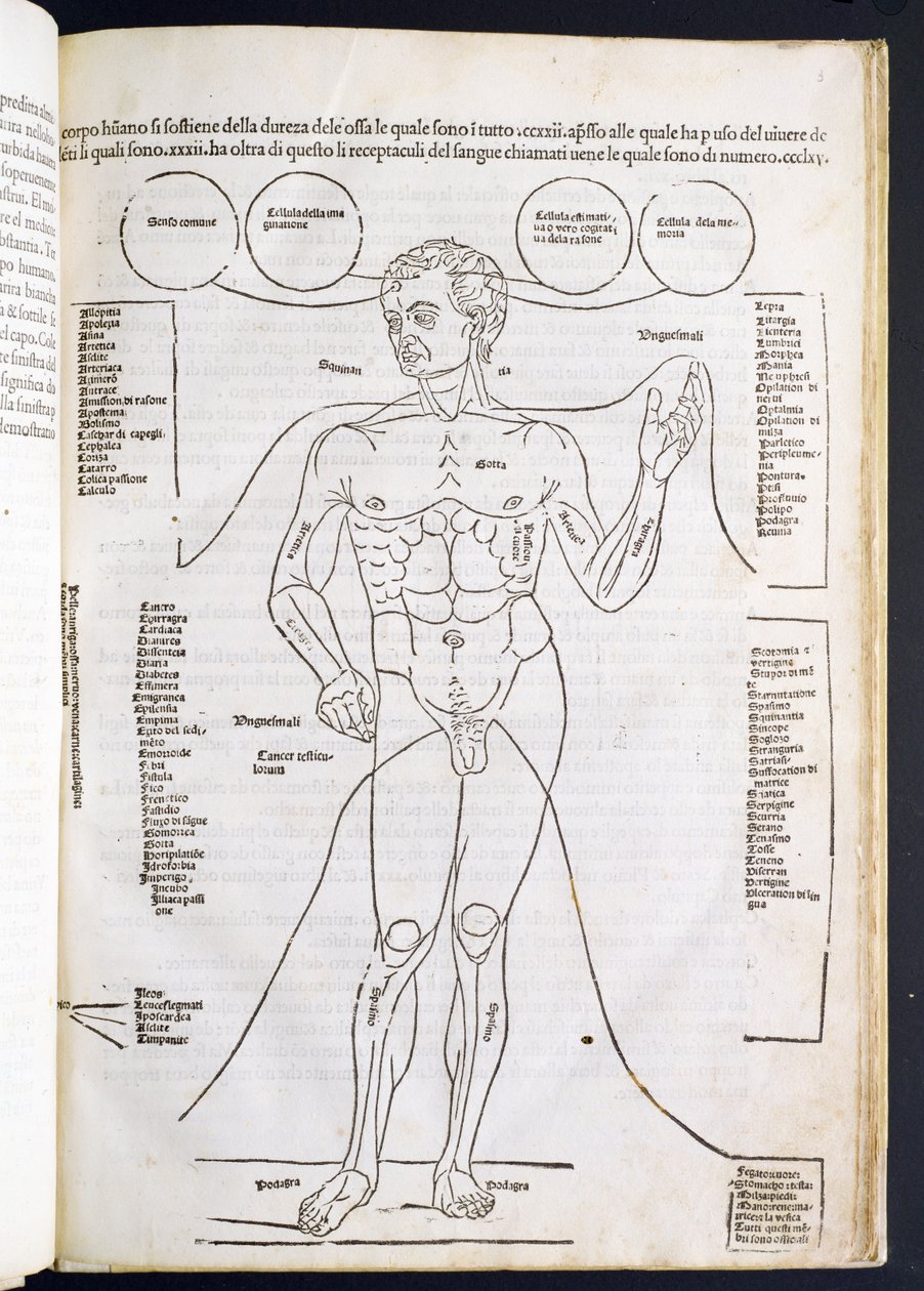Męska anatomia z Fascilulus Medicinae Johannesa de Ketham (zm. 1490) XV-XVI wiek autorstwa Italian School