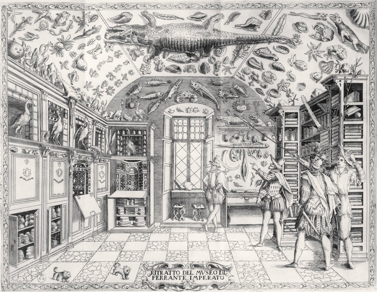 Muzeum Historii Naturalnej Cesarza Ferdynanda III z Historii Naturale Ferrante Imperato (1550-1631) wyd. w 1672 autorstwa Italian School