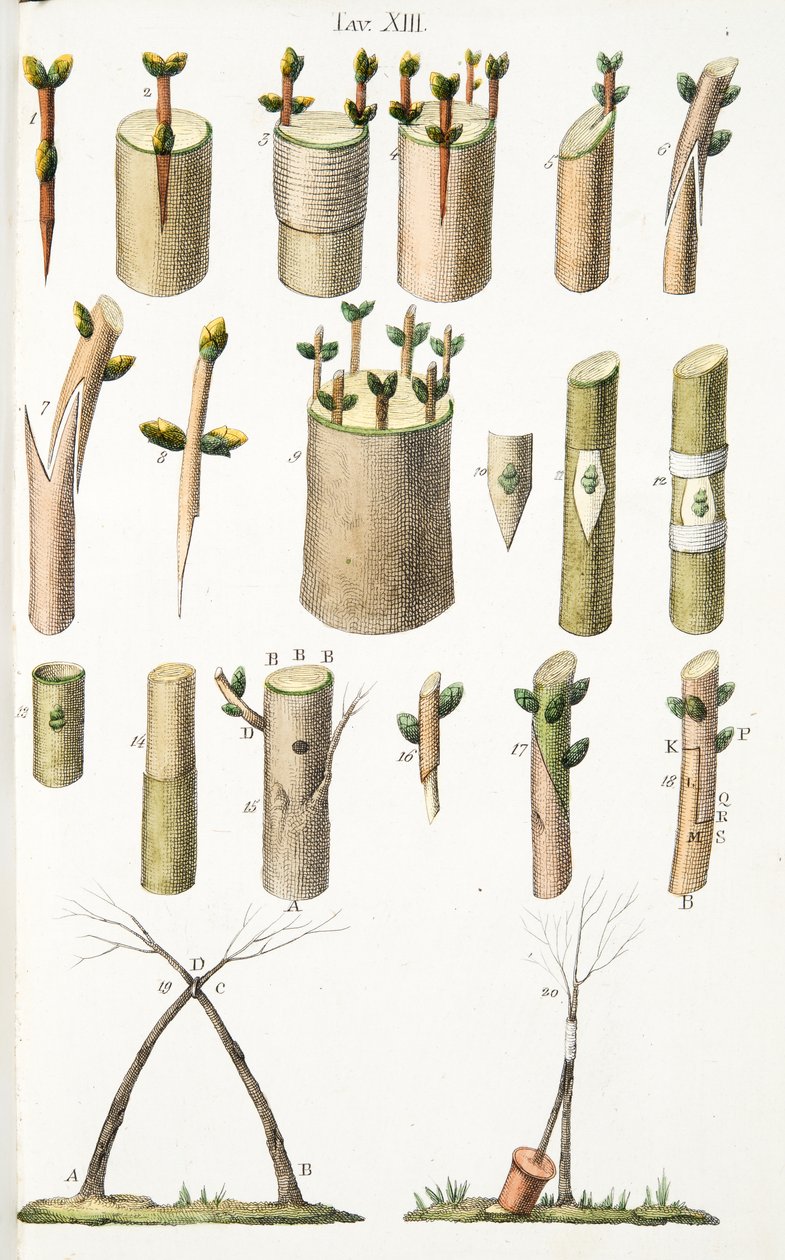 Różne przykłady szczepienia drzew owocowych, ilustracja XIV, z LAntotrofia Ossia La Coltivazione DeFiori autorstwa Antonio Piccioli, wyd. 1834 autorstwa Italian School