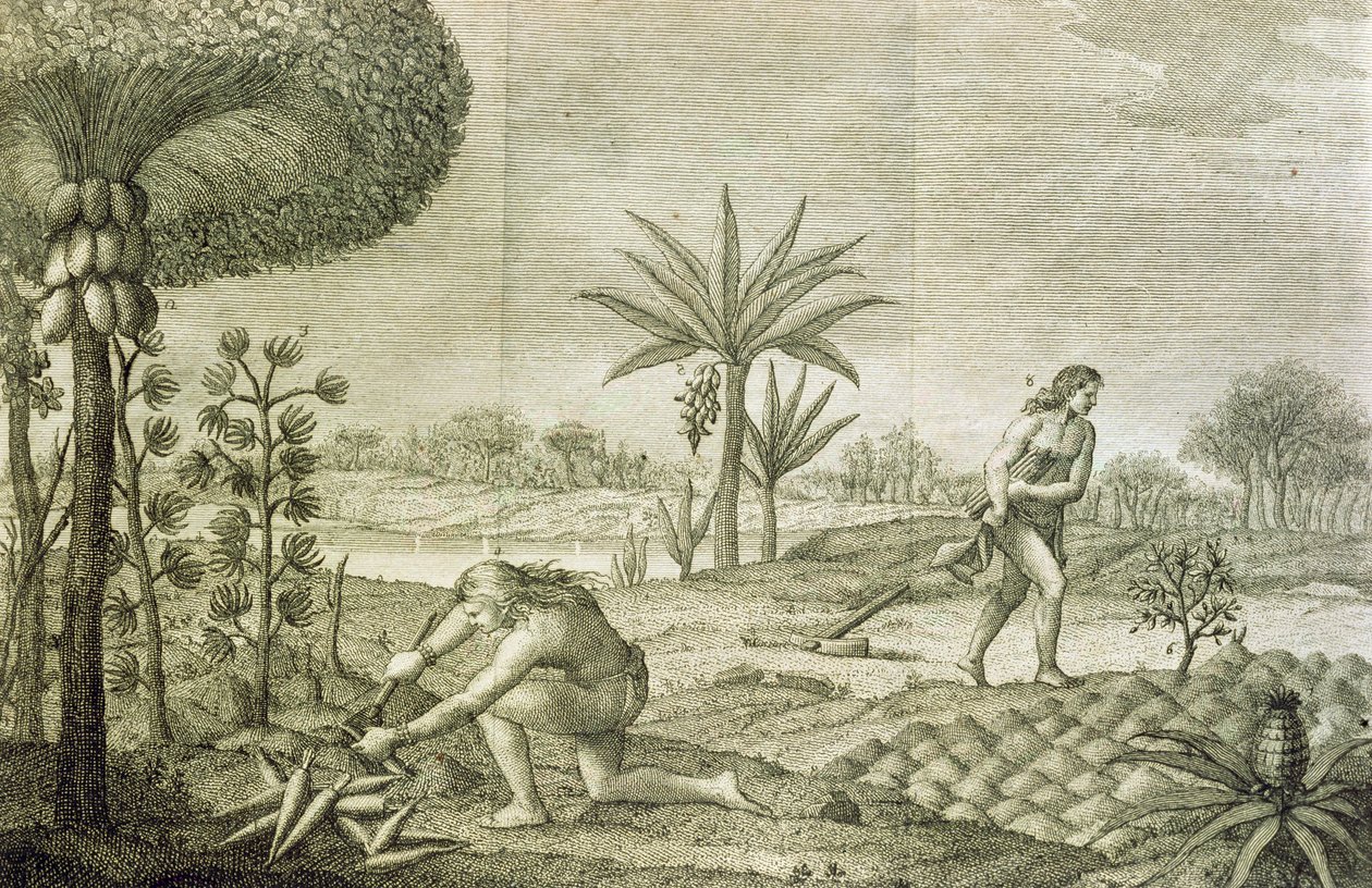 Różne uprawy warzyw Indian z dorzeczy Orinoko i Amazonki (Maranon) autorstwa Italian School
