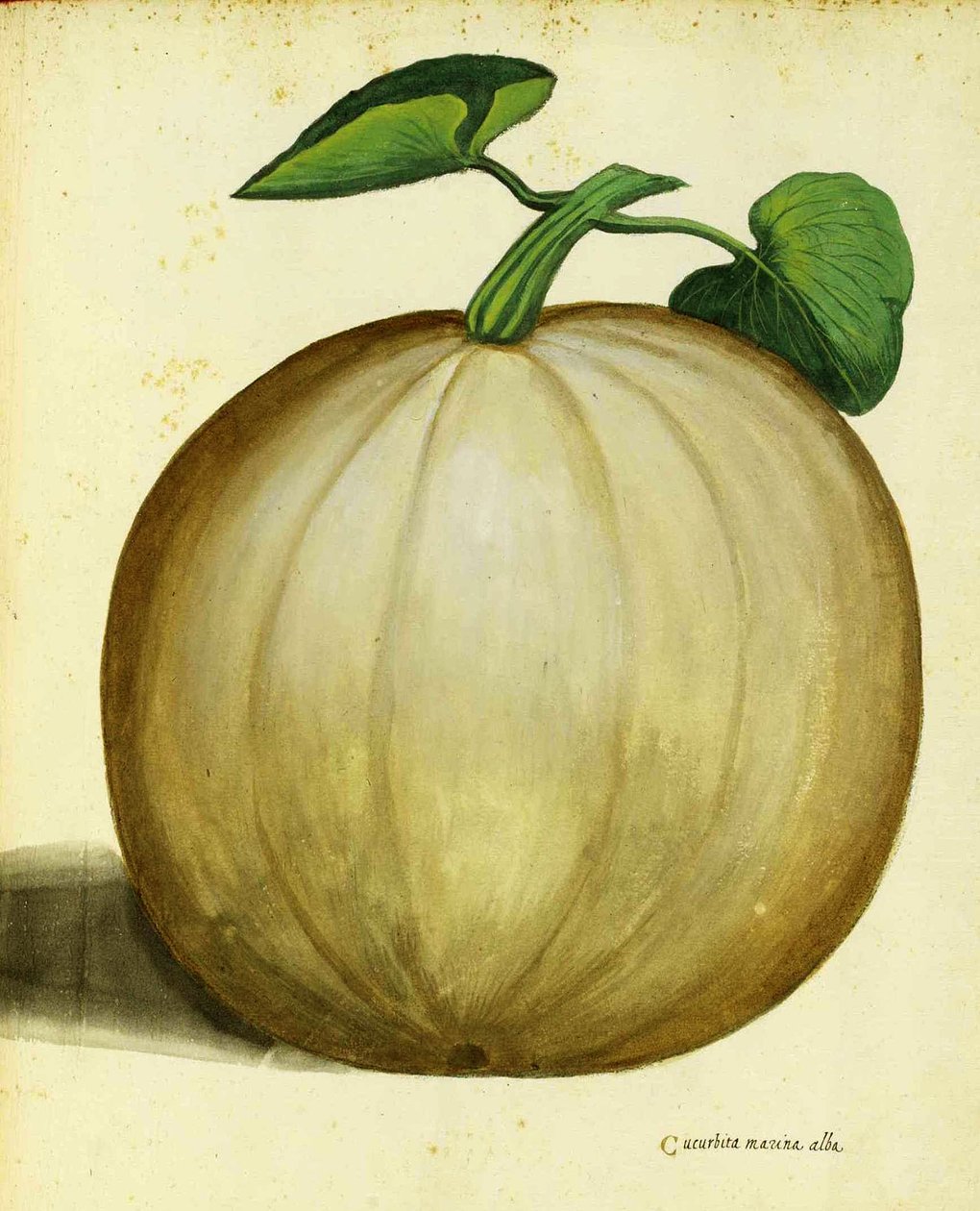 White Squash autorstwa Ulisse Aldrovandi autorstwa Italian School