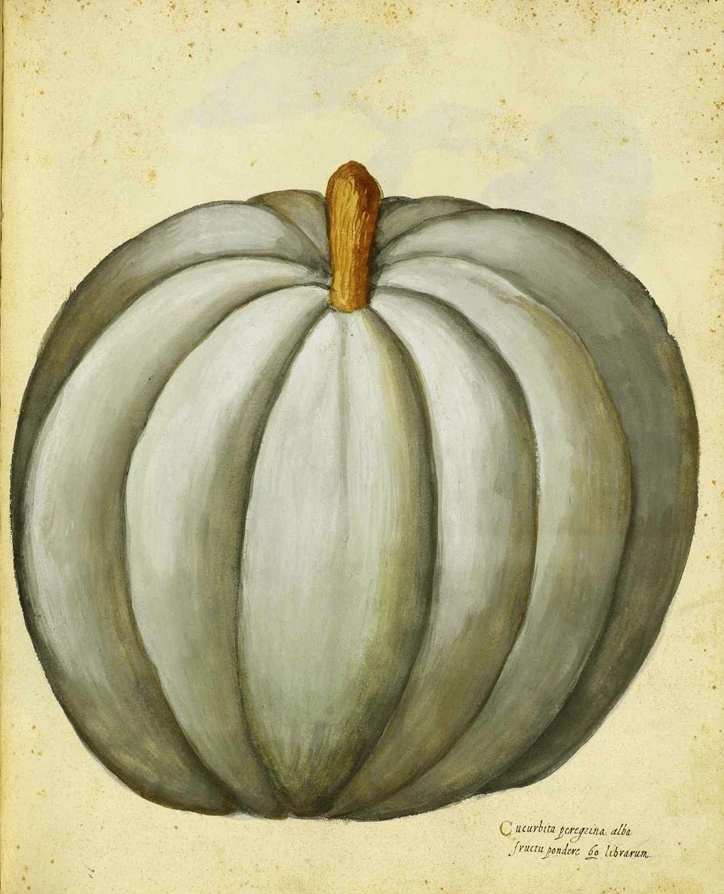 White Squash autorstwa Ulisse Aldrovandi autorstwa Italian School