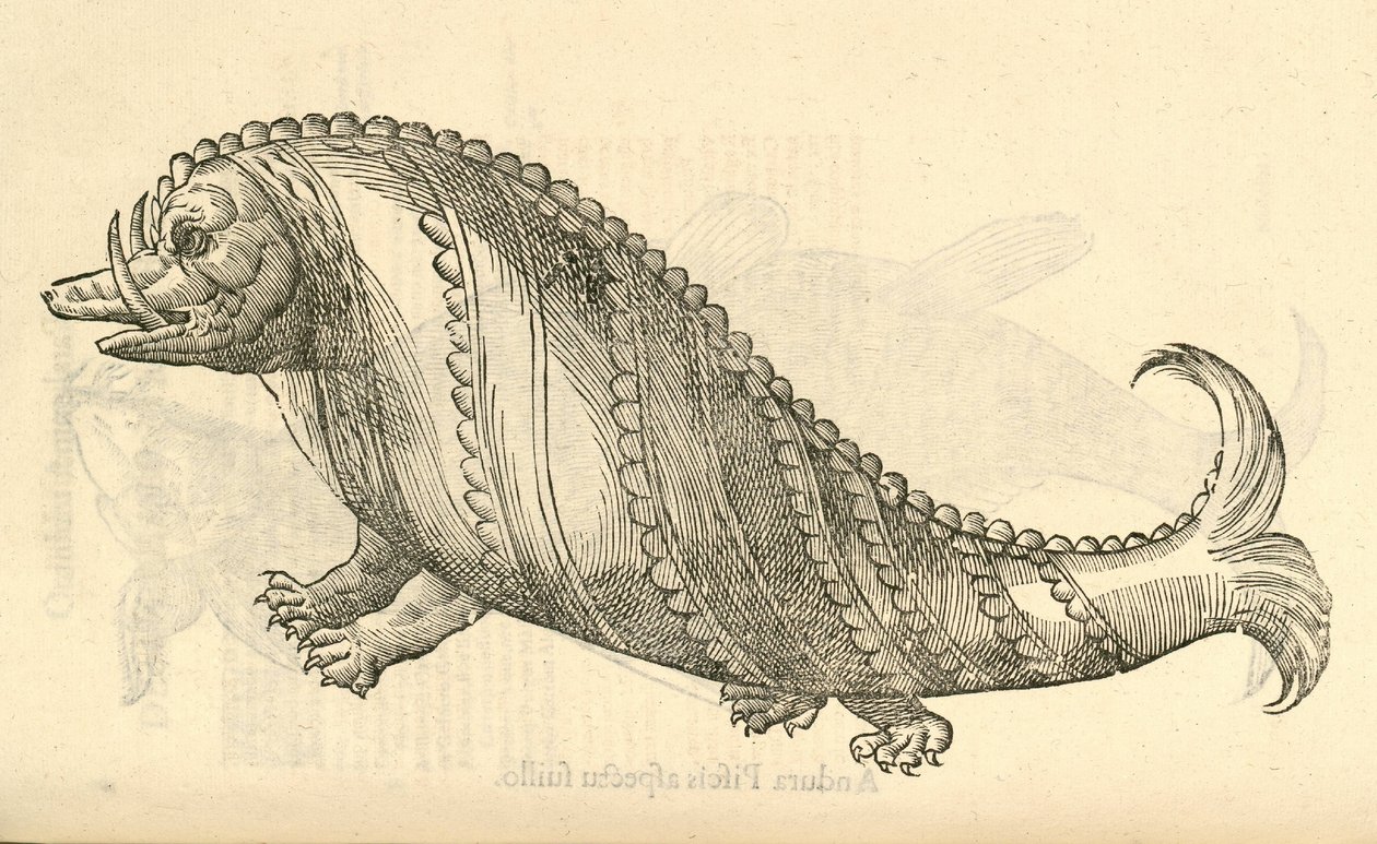 ilustracja Aper Marinus Cetaceus z Aldrovandis Historia potworów, 1642 autorstwa Italian School