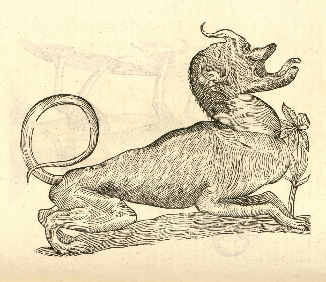 ilustracja Canis monstroso capite z Aldrovandis Historia potworów, 1642 autorstwa Italian School