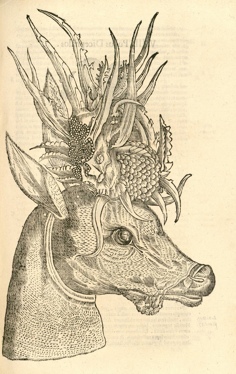 ilustracja Capreolus Polyceros z Aldrovandis Historia potworów, 1642 autorstwa Italian School