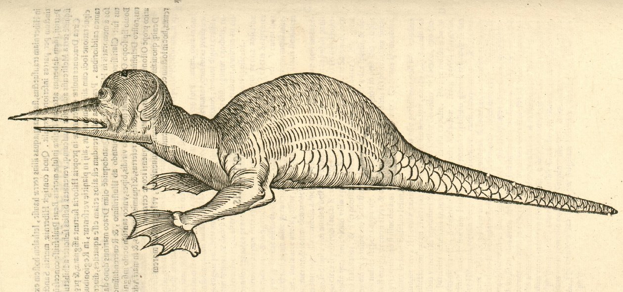 ilustracja przedstawiająca bipes Draco marinus monophthalmos z Aldrovandis History of Monsters , 1642 autorstwa Italian School