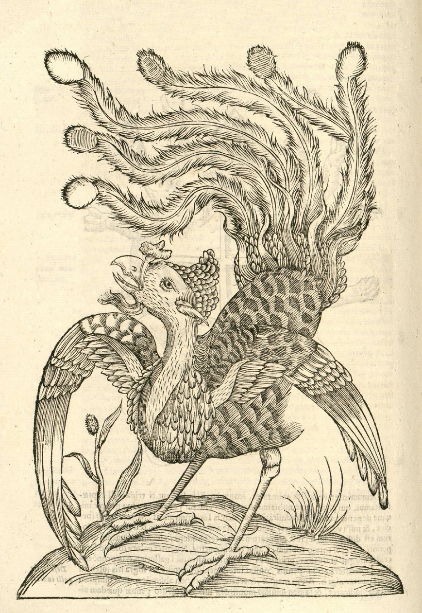 ilustracja Gallus Indicus auritus tridactylus z Aldrovandis Historia potworów , 1642 autorstwa Italian School