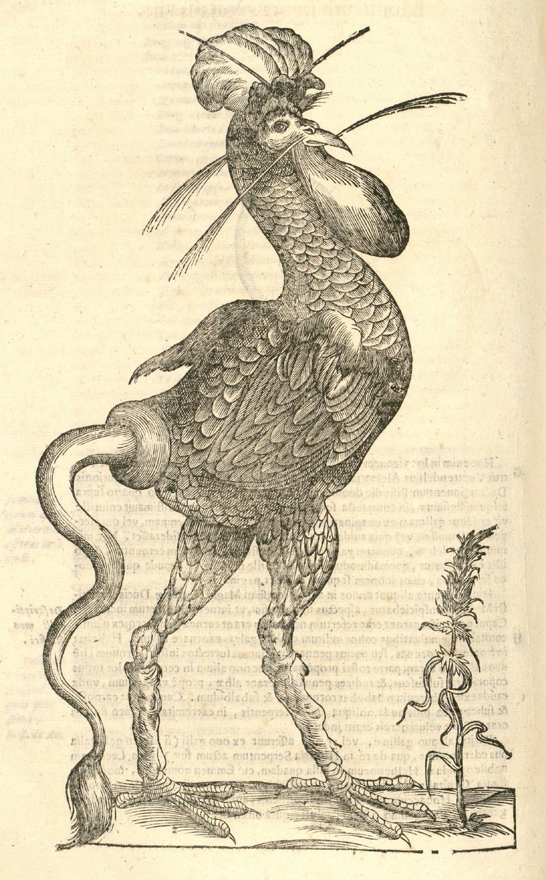 ilustracja Gallus monstrosus z Aldrovandis Historia potworów, 1642 autorstwa Italian School