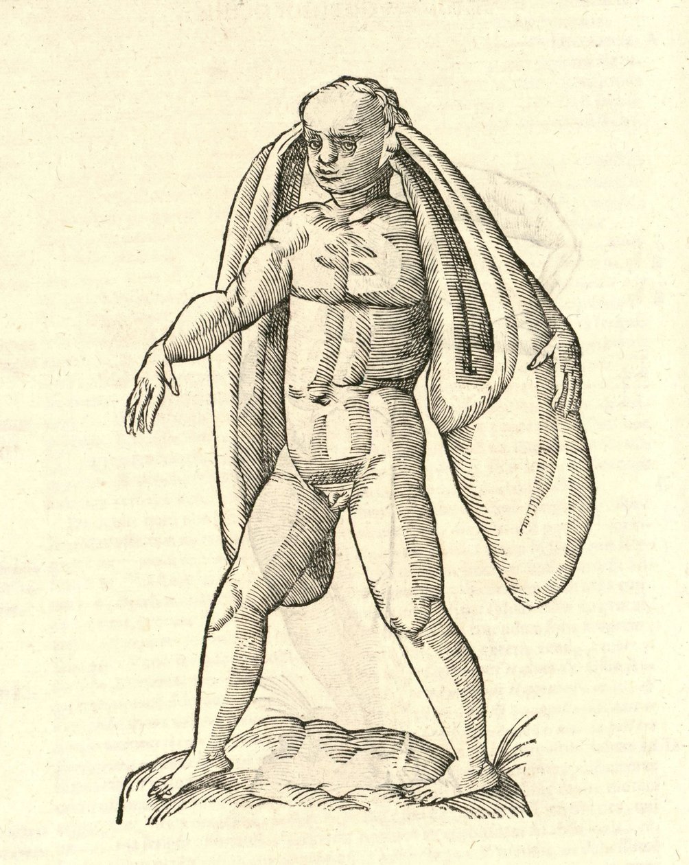 ilustracja Homo Fanesius auritus z Historii potworów Aldrovandisa, 1642 r. autorstwa Italian School