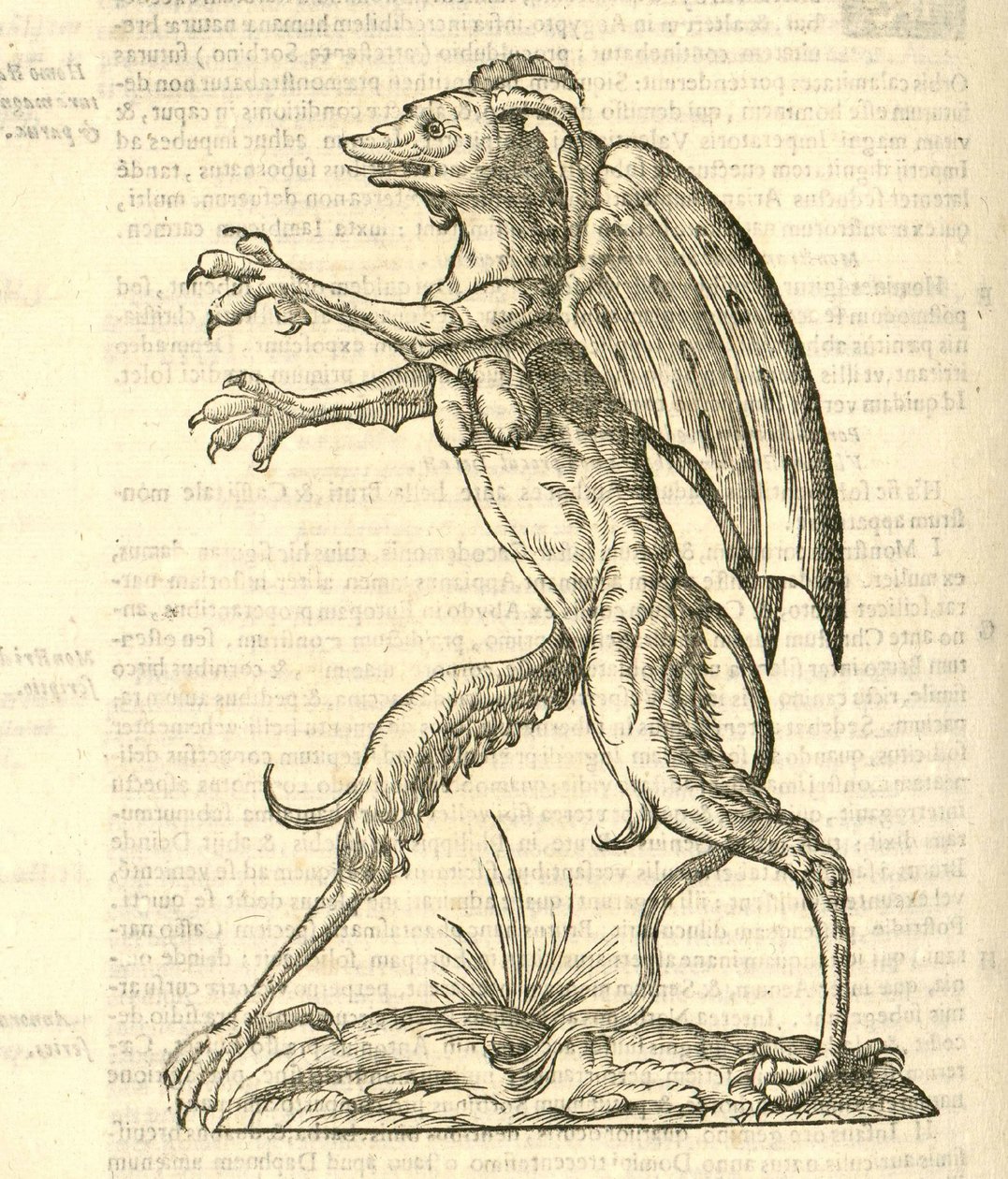 ilustracja przedstawiająca skrzydlatego i rogatego potwora jak demon z Aldrovandis History of Monsters, 1642 autorstwa Italian School