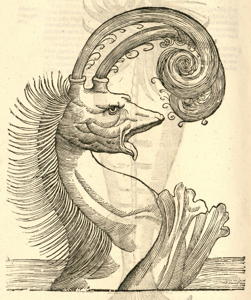 ilustracja Pseudophyseter z Aldrovandis History of Monsters , 1642 autorstwa Italian School