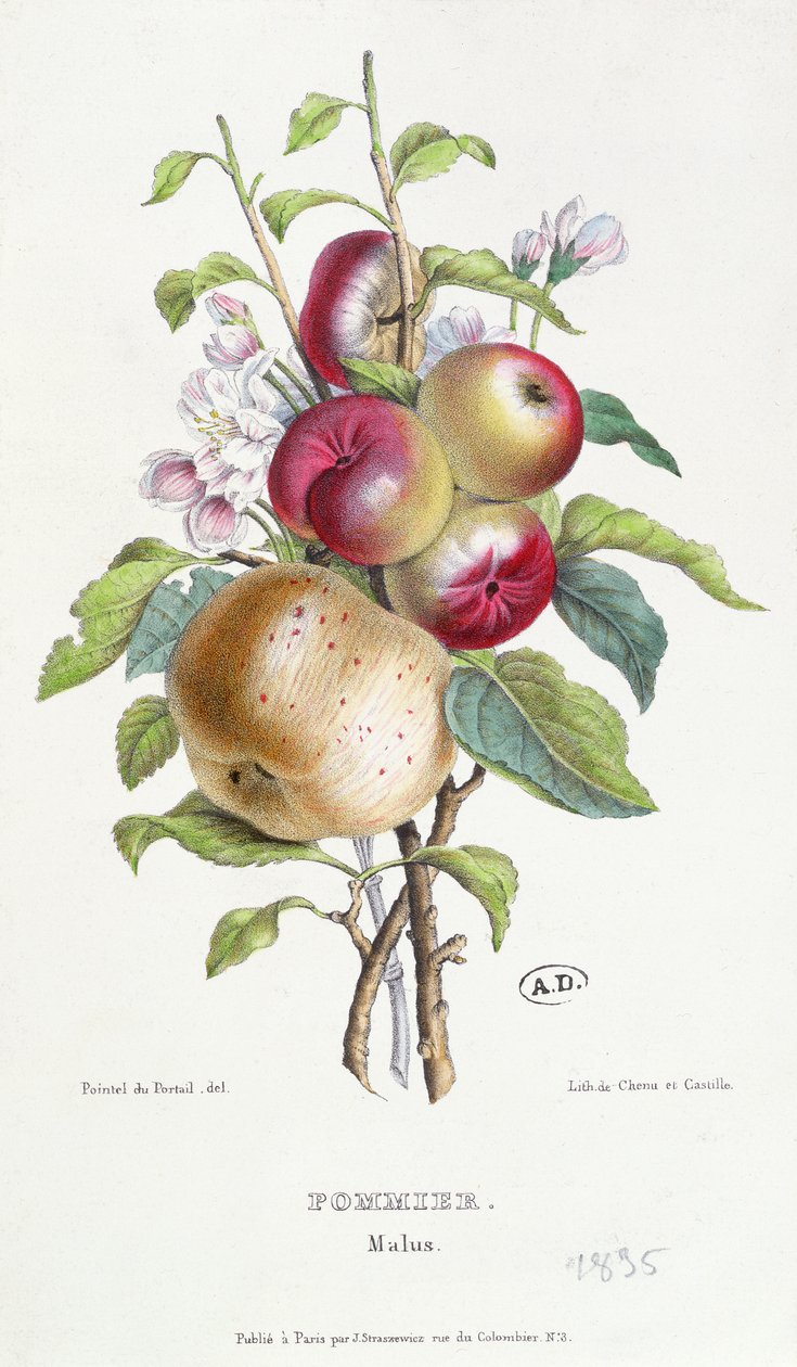 Jabłoń (Malus), ok.1835 autorstwa J. B. Pointel du Portail
