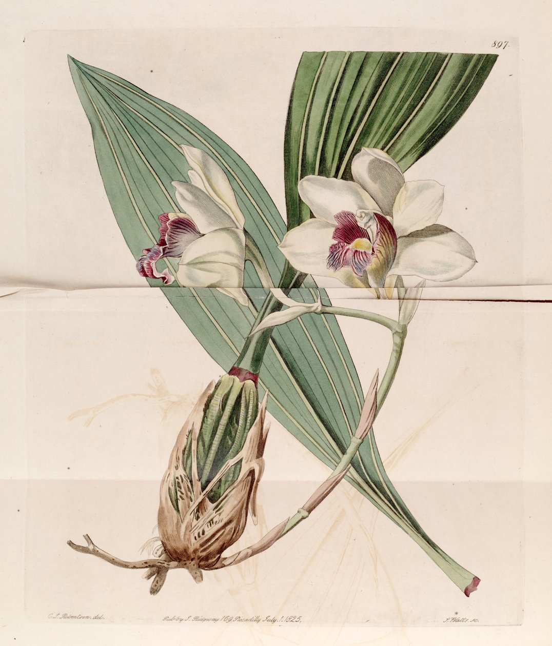 Ilustracja Bifrenaria harrisoniae (jako syn. Maxillaria harrisoniae) autorstwa J. C. Robertson