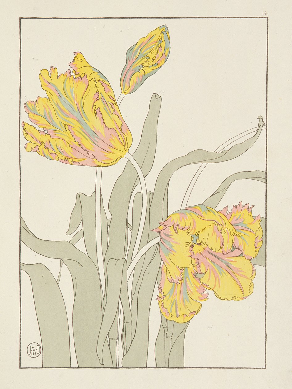 Tulipan J. Foord (fl.1890) płyta 16 z wyd. Decorative Flower Studies wyd. 1901, 1899 autorstwa J. Foord