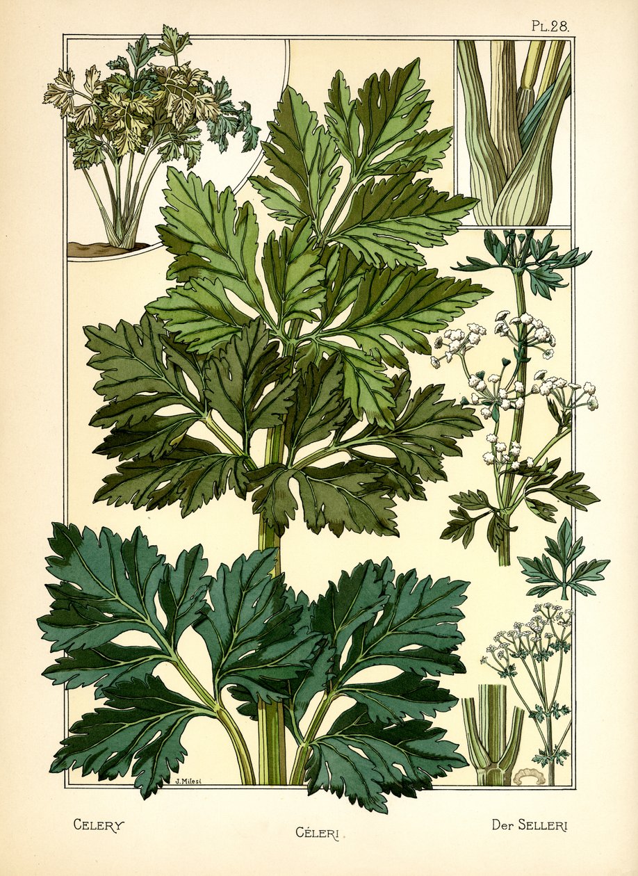 Seler autorstwa J. Milesi