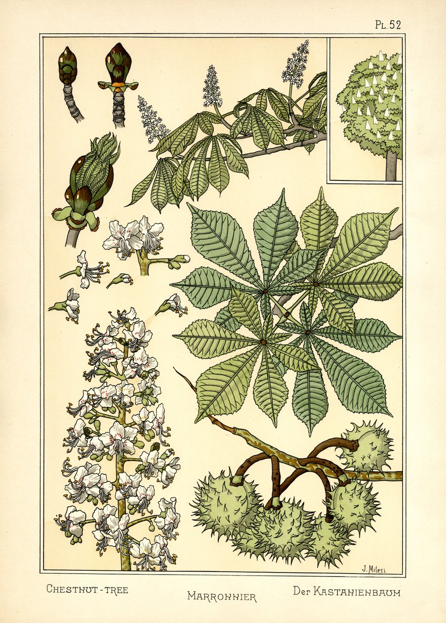 Kasztanowiec autorstwa J. Milesi