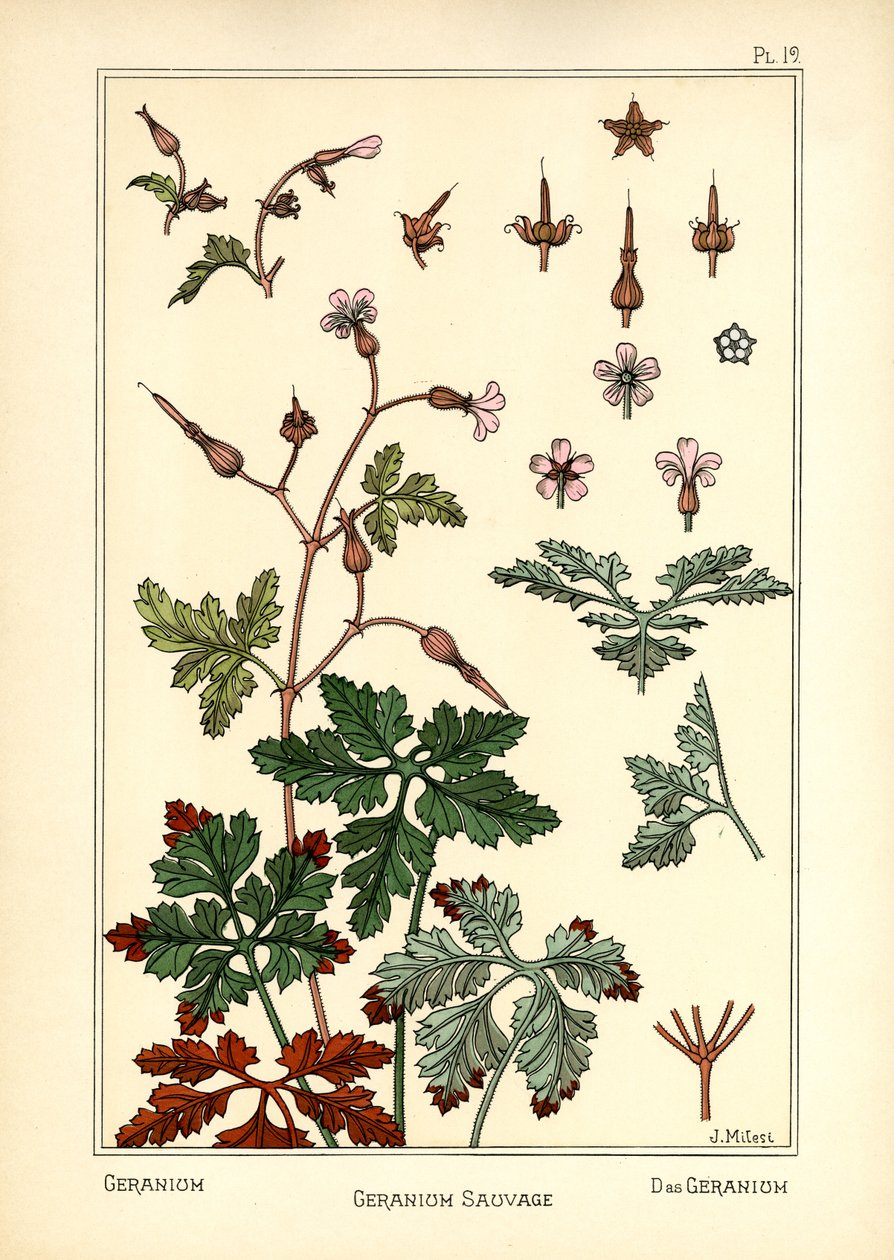 Geranium autorstwa J. Milesi