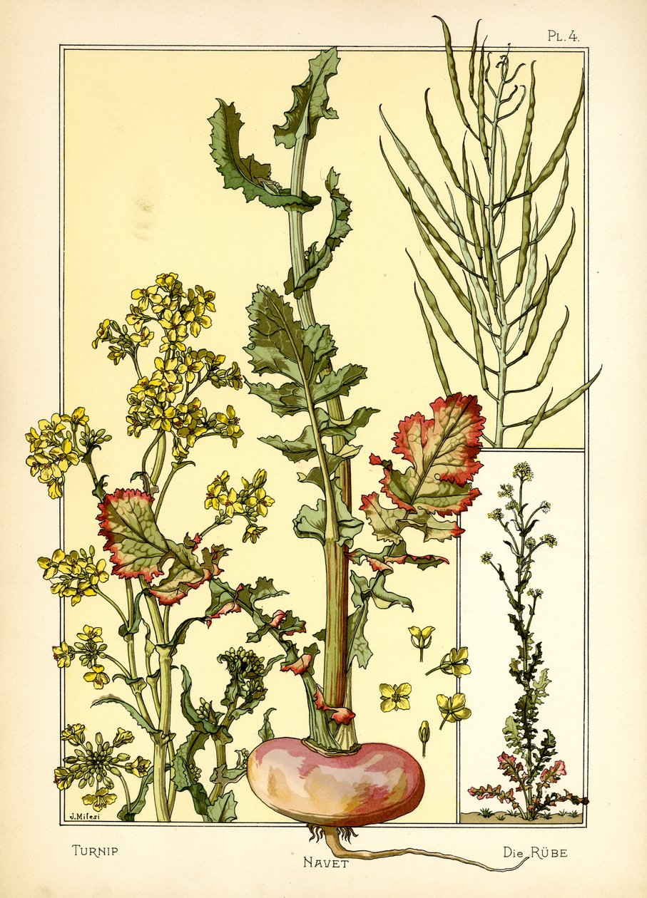 Rzepa autorstwa J. Milesi