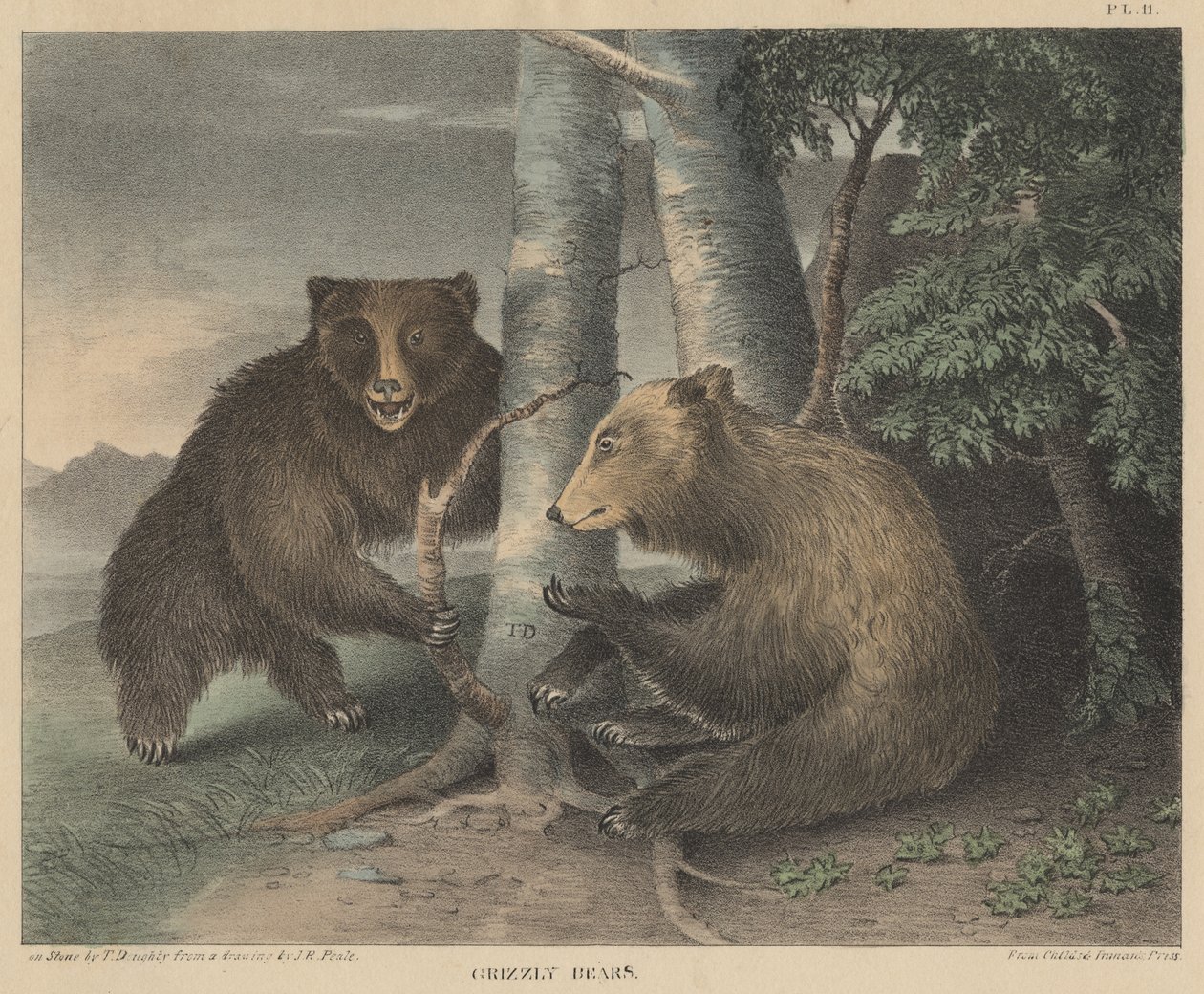 Niedźwiedzie grizzly, grawerowane przez Thomasa Doughty, z Doughtys The Cabinet of Natural History and American Rural Sports, 1830 autorstwa J. R. Peale