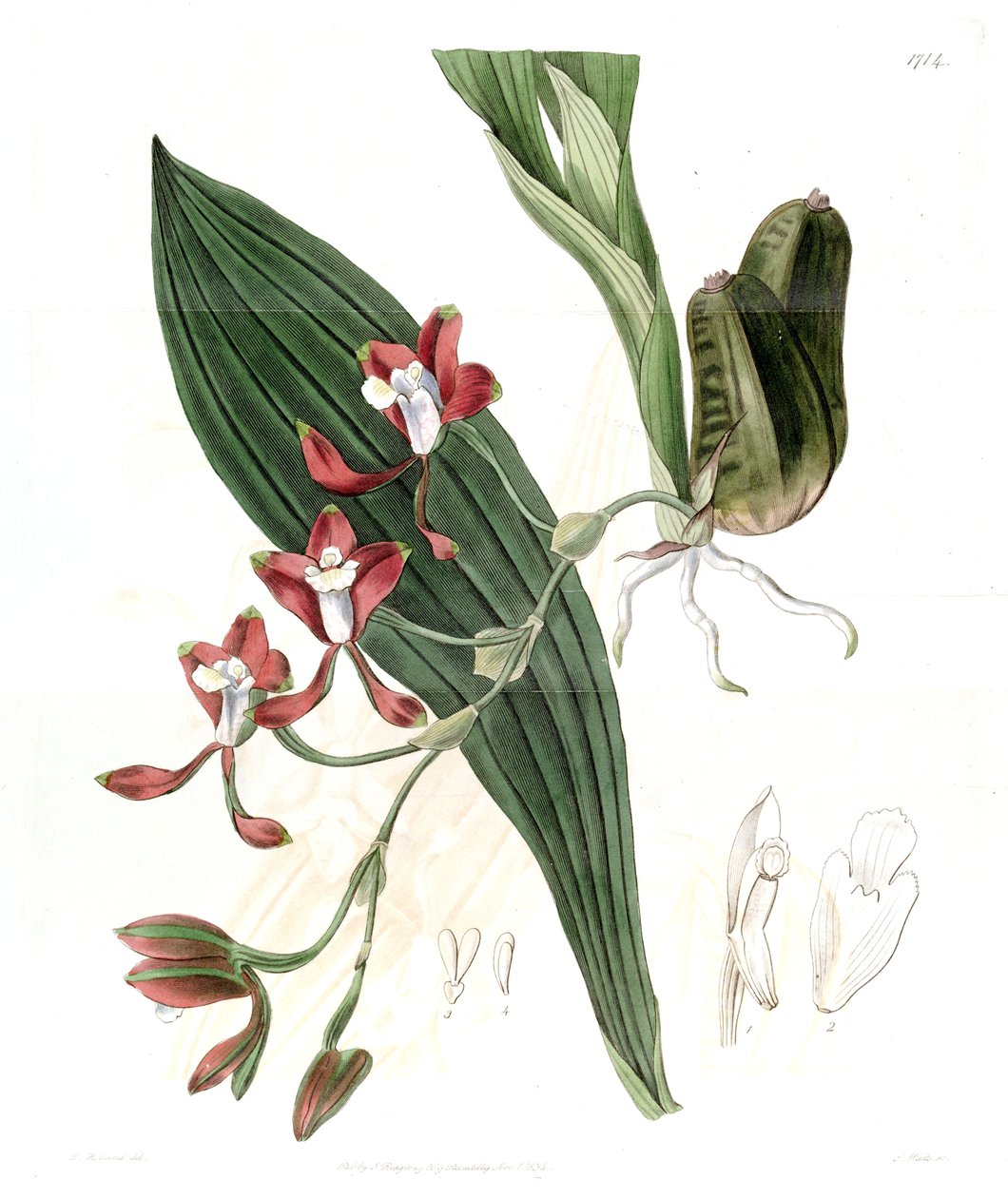 Batemannia colleyi autorstwa Jams  Watts