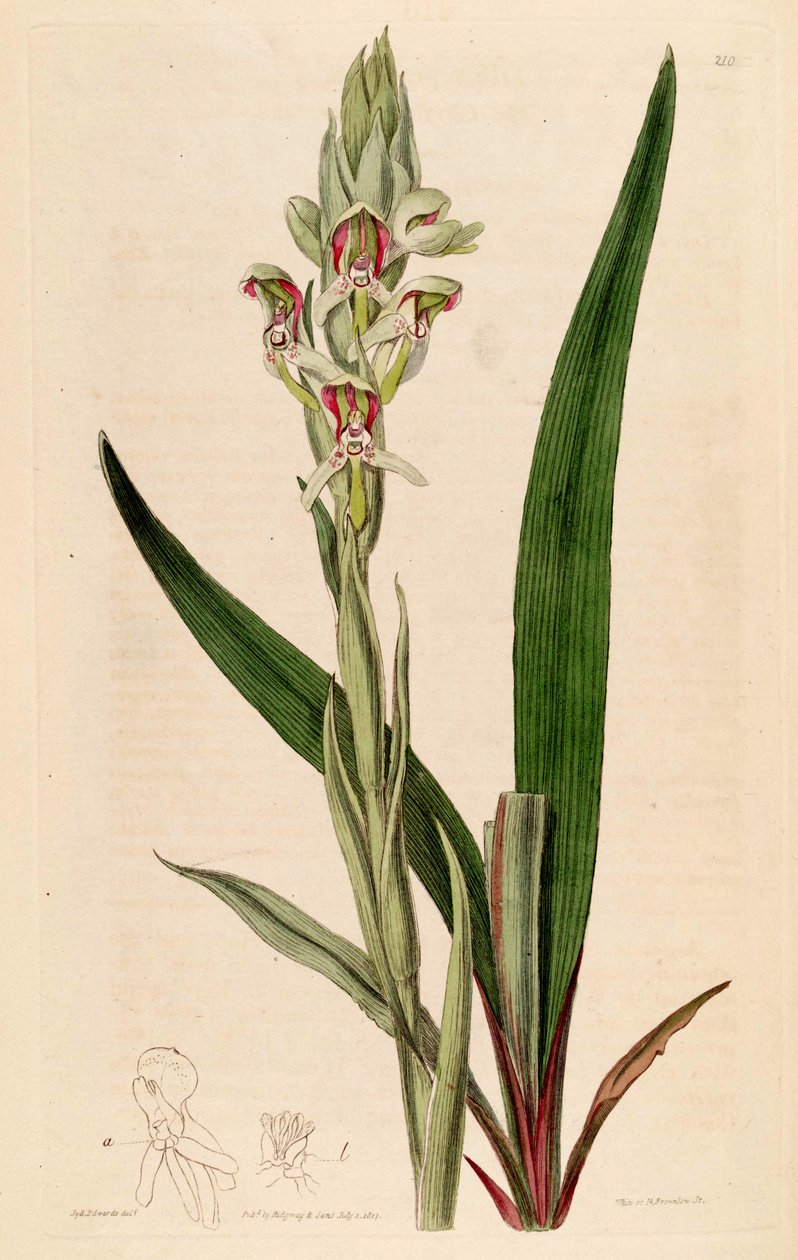 Ilustracja Disa cernua (jako syn. Disa prasinata) autorstwa Jams  Watts