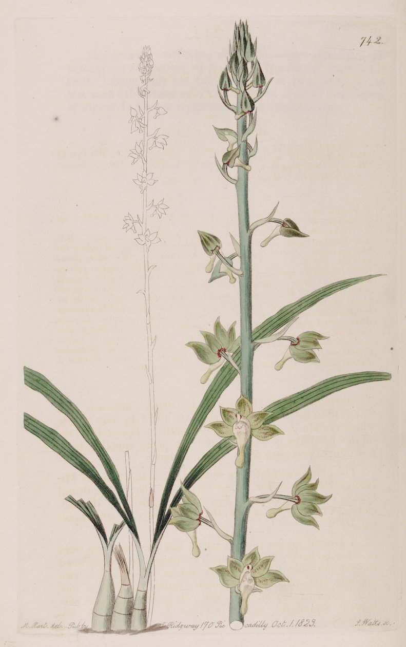 Ilustracja Eulophia gracilis autorstwa Jams  Watts