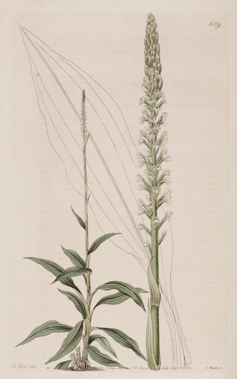 Ilustracja Goodyera procera (jako syn. Neottia procera) autorstwa Jams  Watts