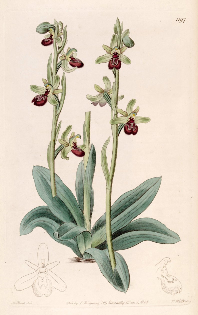 Ilustracja sphegodes Ophrys (jako syn. Ophrys aranifera, orkisz araneifera) autorstwa Jams  Watts