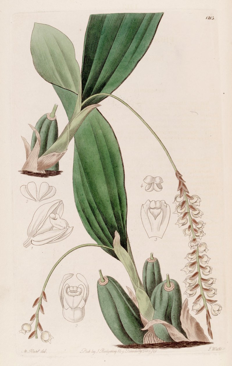 Ilustracja Pholidota imbricata autorstwa Jams  Watts
