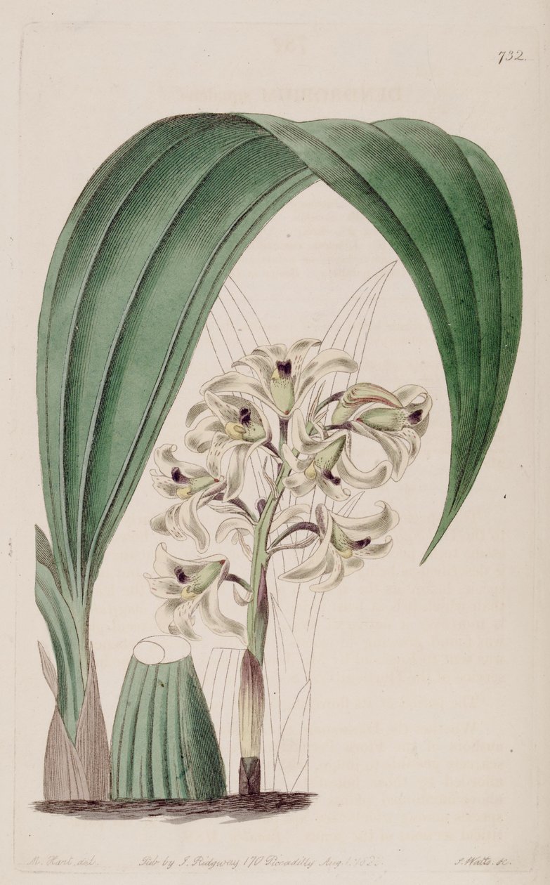 Ilustracja Xylobium squalens (jako syn. Dendrobium squalens) autorstwa Jams  Watts