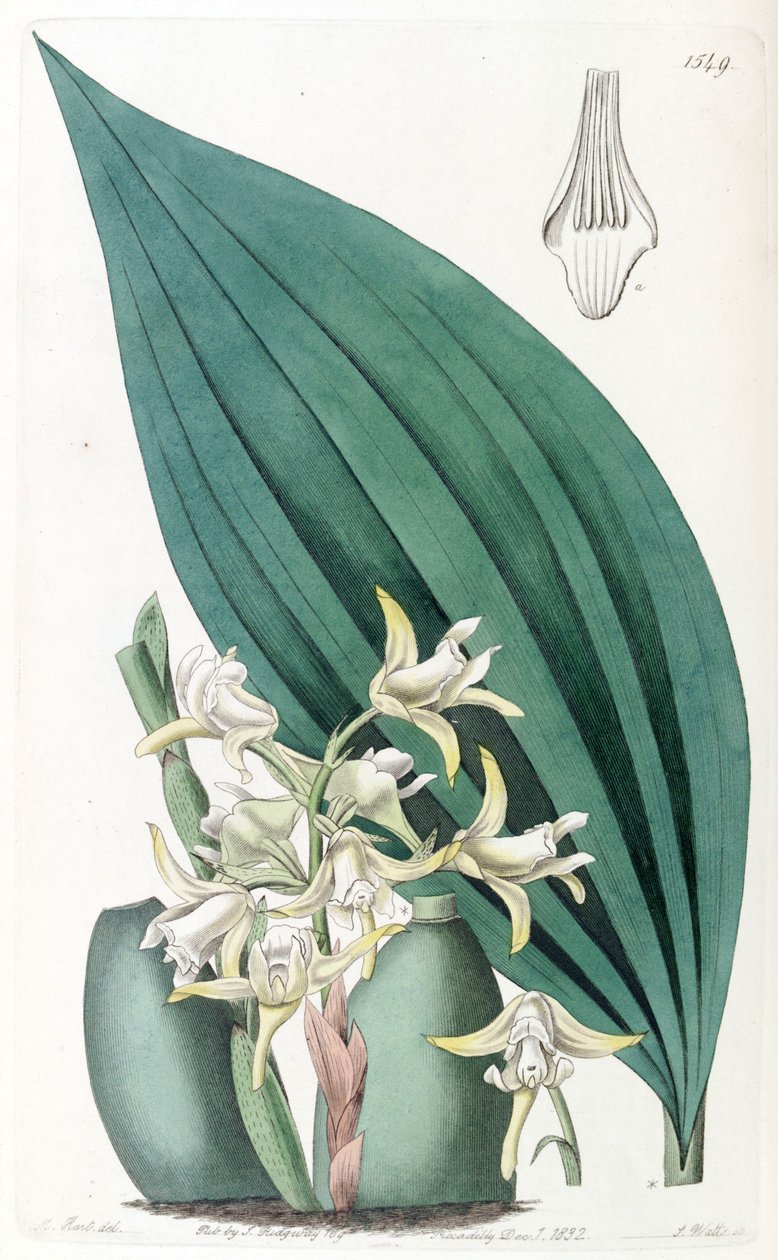 Maxillaria palmifolia (jako syn. Maxillaria decolor) autorstwa Jams  Watts