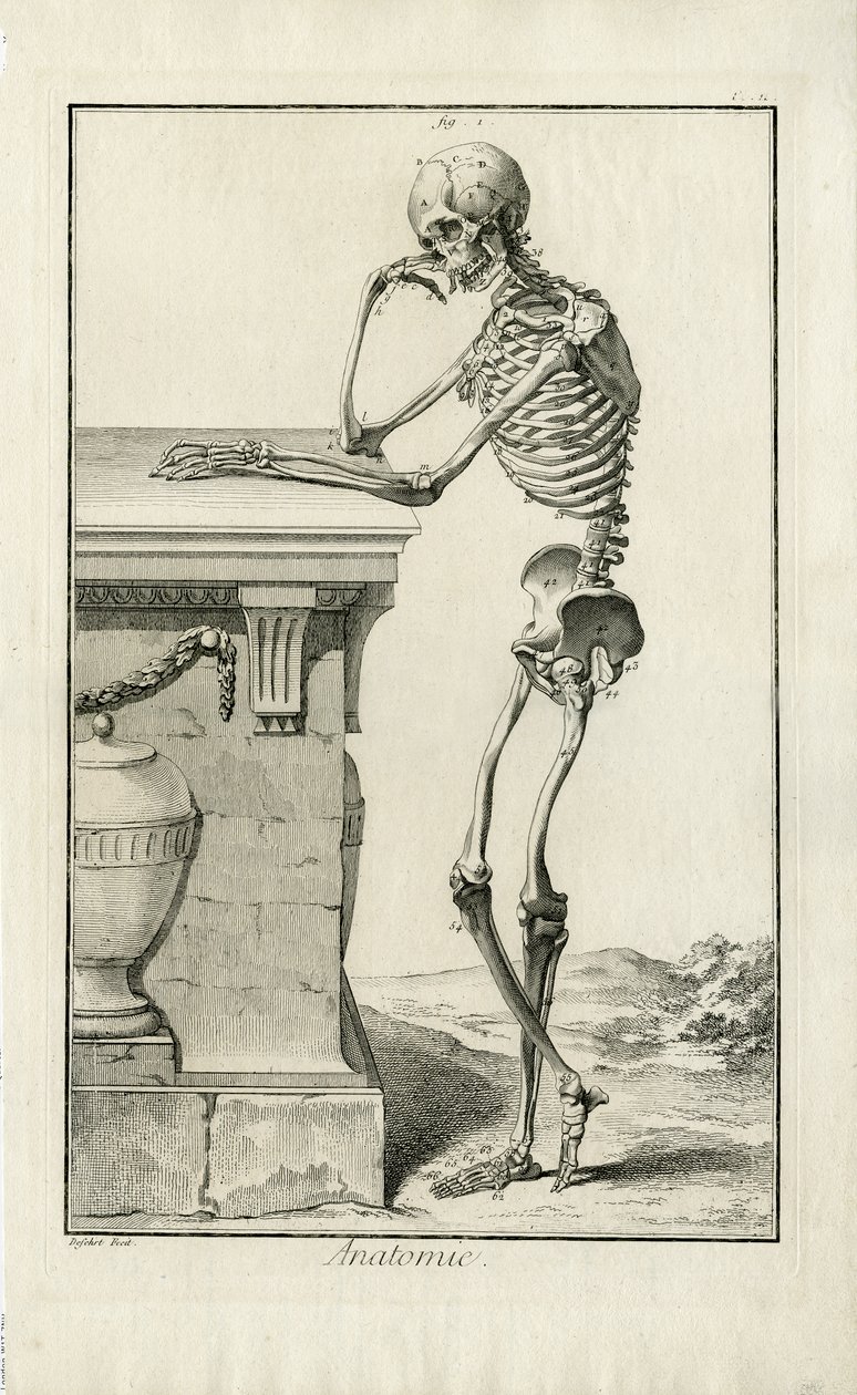Anatomia - badanie anatomiczne szkieletu autorstwa J.A. Defehrt