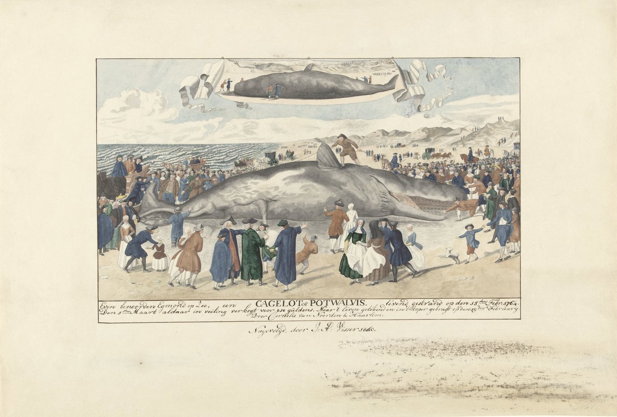Kaszalot wyrzucony na brzeg w Egmond aan Zee, 1764 Na północ od Egmond op Zee, Cagelot lub Potwhale. wyrzucony żywcem 15 lutego 1764 r. (tytuł na obiekcie) autorstwa J.A. Visser