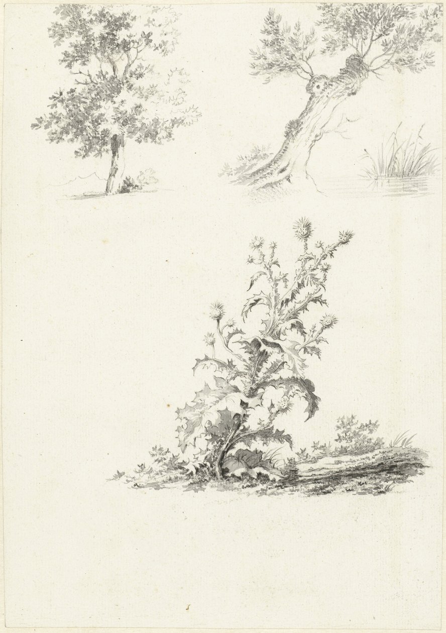 Dwa studia drzewa i ostu autorstwa J.B. Joss (attributed to)