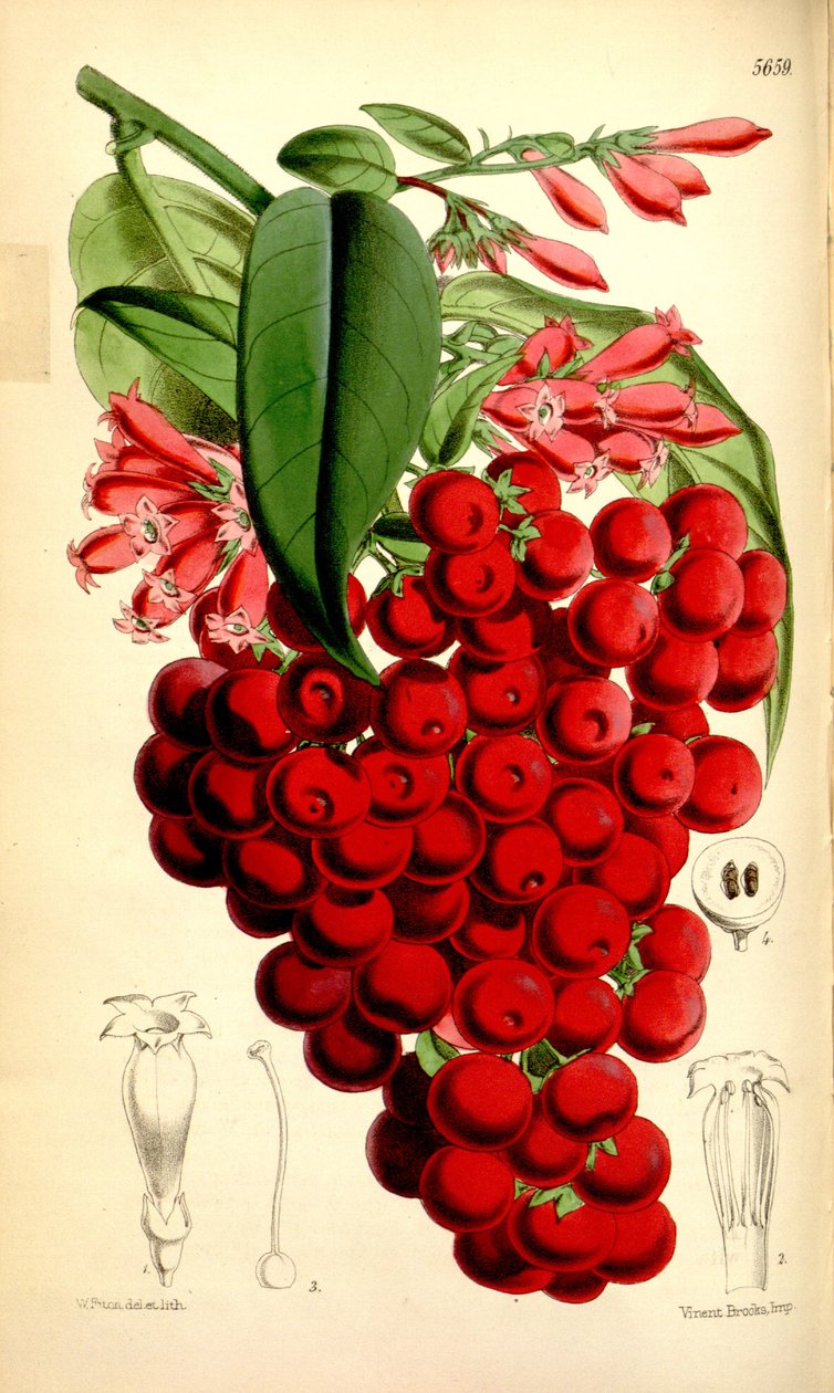 Cestrum elegans autorstwa J.D.Hooker