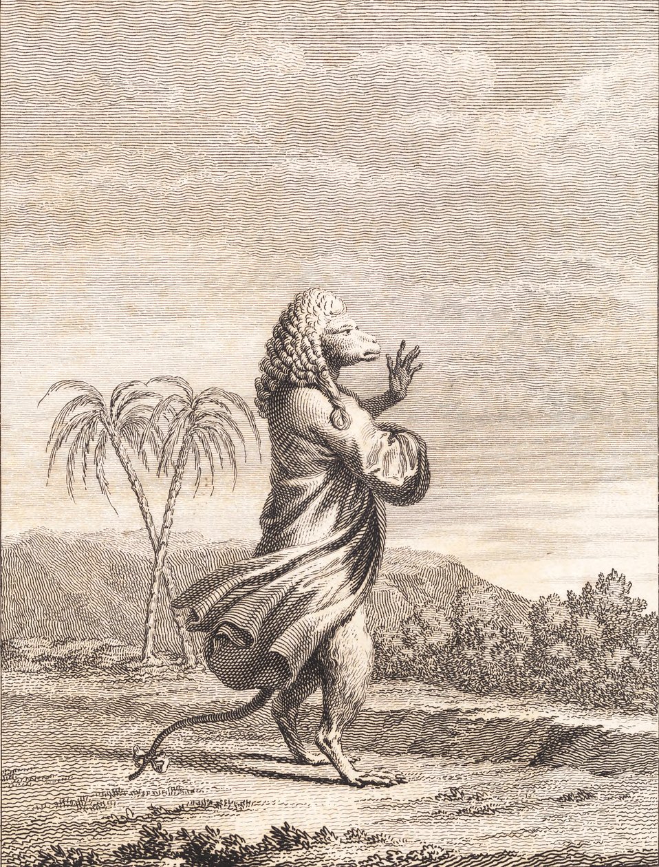 Małpi kot martynyjski autorstwa J.F. Clemens