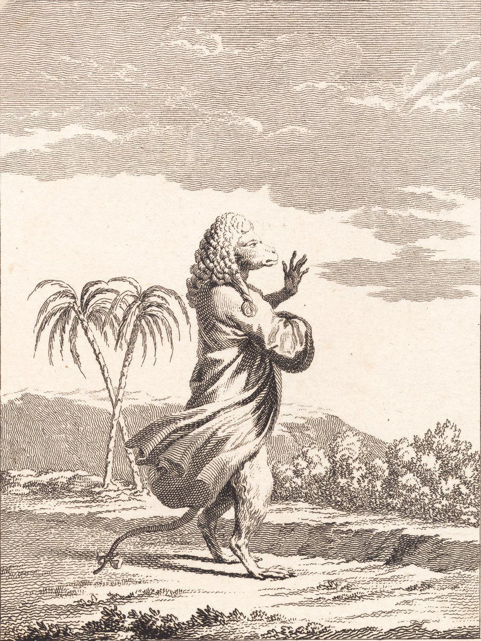 Małpi kot martynyjski autorstwa J.F. Clemens