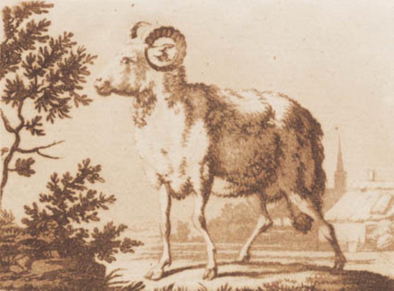 baran autorstwa J.F. Clemens