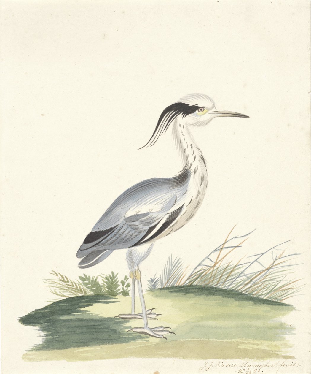 czapla niebieska autorstwa J.J. Ramaker