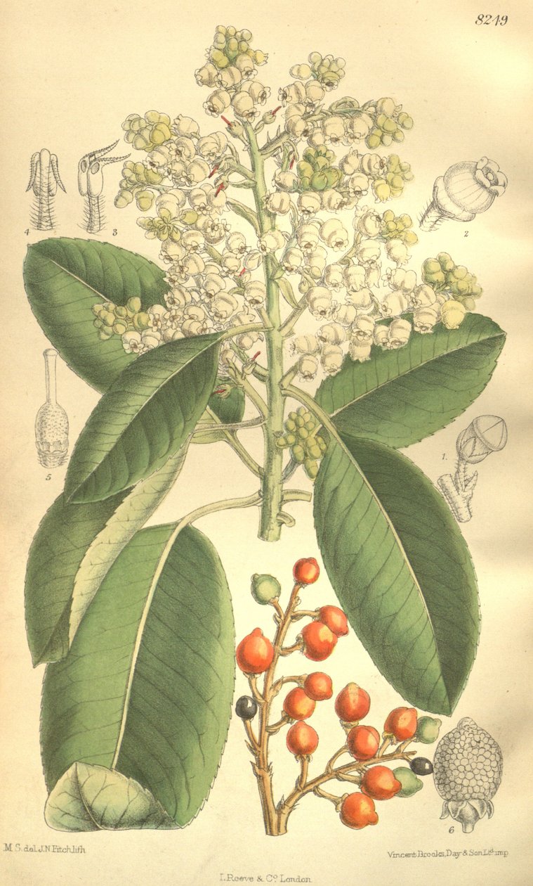 Arbutus menziesii autorstwa J.N. Fitch