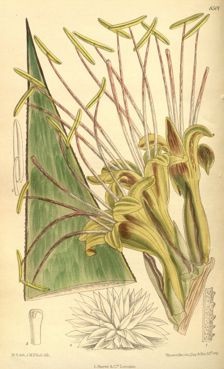 Agave warelliana, Asparagaceae, Agavoideae autorstwa J.N. Fitch